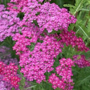 Achillea millefolium Cerise Queen