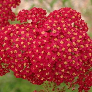 Achillea millefolium Red Velvet