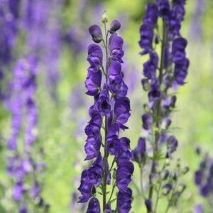 Aconitum napellus