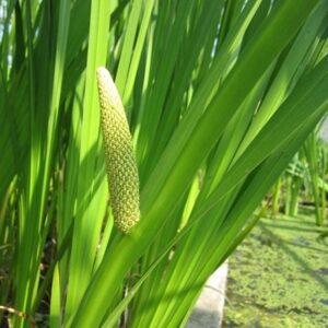 Acorus calamus