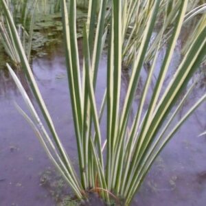 Acorus calamus Argenteostriatus