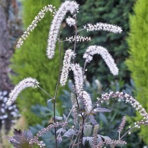 Actaea Queen of Sheba (PBR)