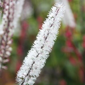 Actaea simplex Atropurpurea Group