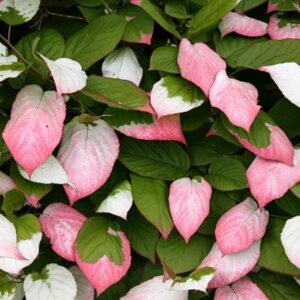 Actinidia kolomikta