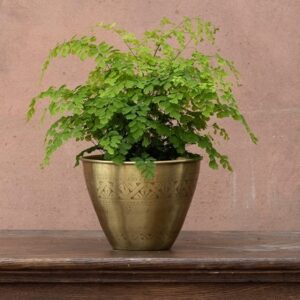 Adiantum raddianum Fragrantissimum