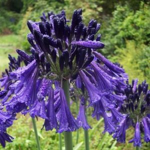 Agapanthus Black Pantha (PBR)