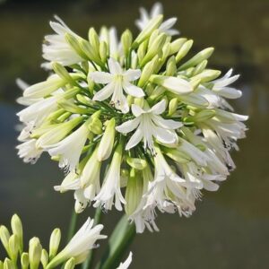Agapanthus Emerald Ice (PBR)