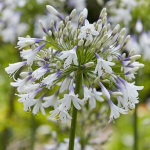 Agapanthus Fireworks ('Mdb001') (PBR)
