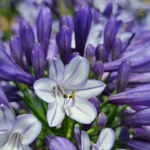 Agapanthus Midnight Moon ('DWHYB20') (PBR)