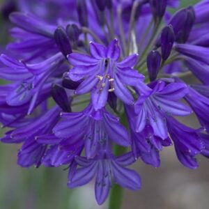 Agapanthus Northern Star (PBR)