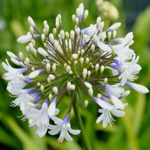Agapanthus Queen Mum ('Pmn06') (PBR)