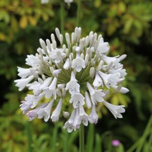 Agapanthus Windsor Grey