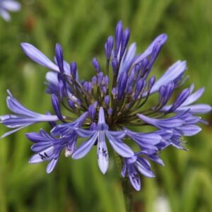 Agapanthus africanus