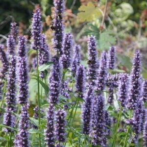 Agastache Blackadder