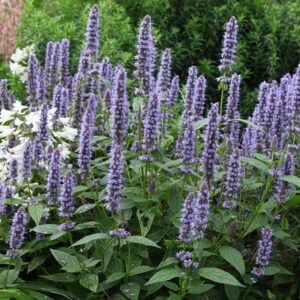 Agastache Blue Fortune
