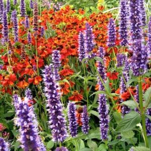Agastache and Helenium plant combination