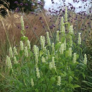 Agastache foeniculum Alabaster