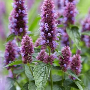 Agastache rugosa Beelicious Purple ('Agapd') (PBR)