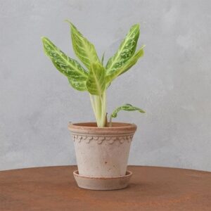 Aglaonema Citrus Glow