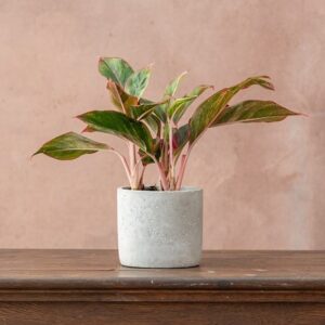 Aglaonema Crete