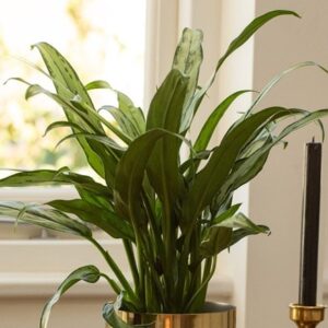 Aglaonema Cutlass