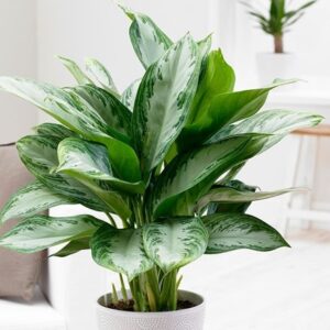Aglaonema Jubilee Compacta (PBR)
