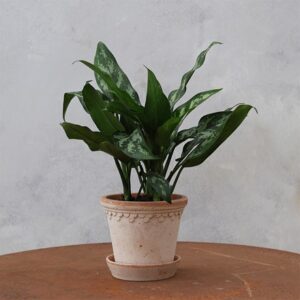 Aglaonema Maria