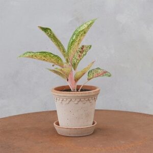 Aglaonema Painted Celebration