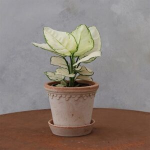 Aglaonema Super White