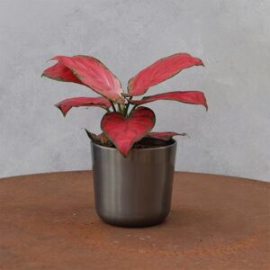 Aglaonema Very Red Valentine