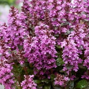 Ajuga Midnight Mystery ('Abfg0413a')