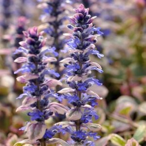 Ajuga reptans Burgundy Glow