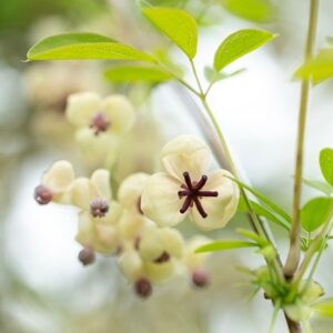 Akebia quinata cream-flowered