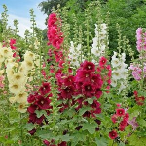 Alcea rosea Single mixture