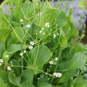 Alisma subcordatum