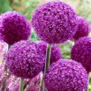 Allium Ambassador