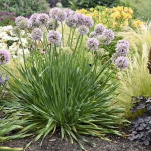 Allium Bubble Bath