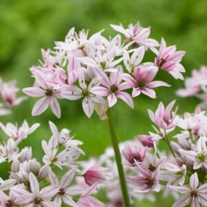 Allium Caméléon