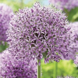 Allium Gladiator