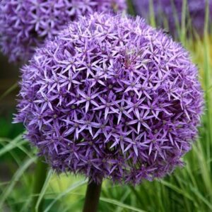 Allium Globemaster