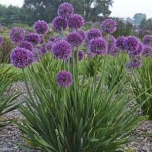 Allium Lavender Bubbles