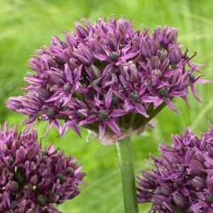 Allium Mercurius (PBR)