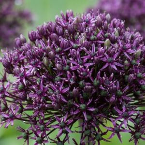 Allium Miami