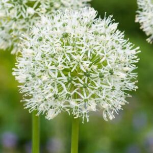 Allium Mont Blanc