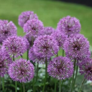 Allium Powder Puff