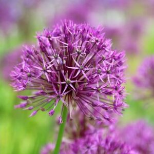 Allium Purple Rain