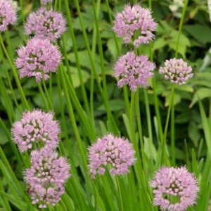 Allium angulosum Summer Beauty