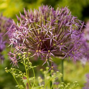 Allium cristophii