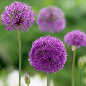 Allium hollandicum (aflatunense)
