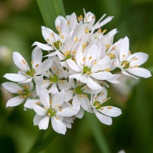 Allium neapolitanum Cowanii Group